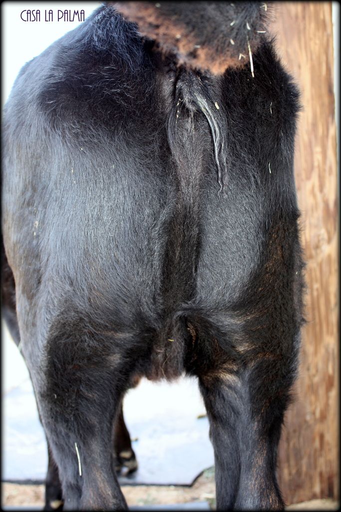 Escutcheon mirror Keeping A Family Cow